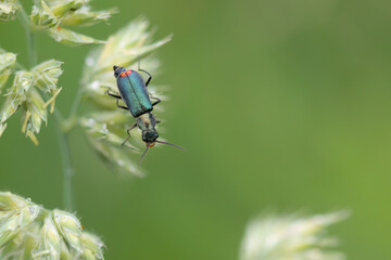 Zweifleckiger Zipfelkäfer