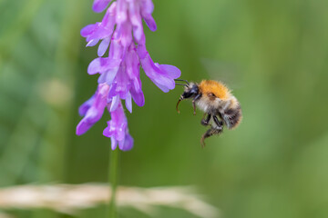 Hummel im Anflug an eine Blüte