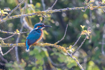 Eisvogel