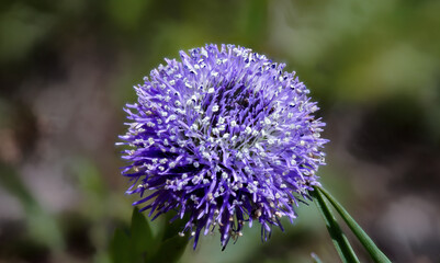 globularia bulgaria, small and beautiful blue flower