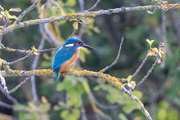 Eisvogel