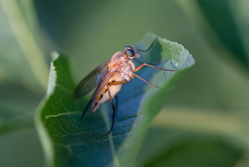 Raubfliege