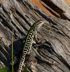 lizard looking at you while sunbathing on a log