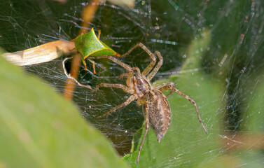 Labyrinthspinne mit Büffelzikade im Netz