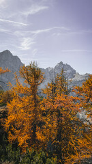 Golden latch in autumn landscape with mountains, Kranjska Gora, Slovenia 