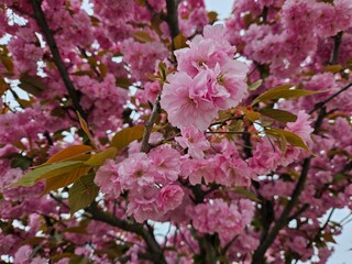 Obraz premium pink cherry blossom