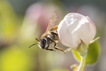 Biene auf der Blüte eines Apfelbaums kurz vor dem Abflug