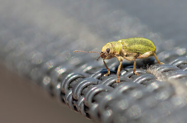 Grüner Rüsselkäfer