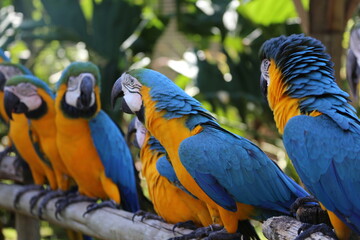 beautiful tropical macaws up close