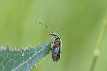 Grüner Scheinbockkäfer