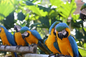 beautiful tropical macaws up close