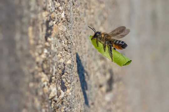 Blattschneiderbiene mit einem Stück Blatt auf dem Weg zum Nest
