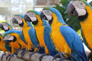 beautiful tropical macaws up close