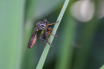Raubfliege mit Beute