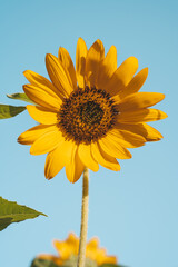 Naklejka premium Sunflower