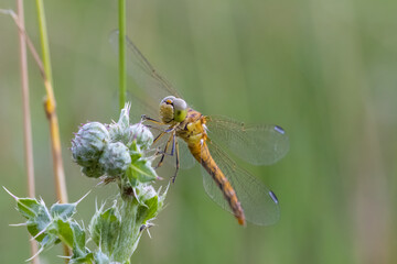 Weibliche Heidelibelle