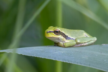 Laubfrosch