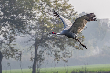A Sarus crane flying over a field
