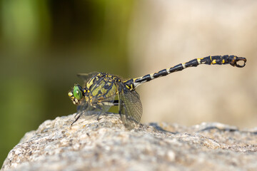 Kleine Zangenlibelle