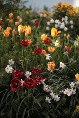 tulips at sunset