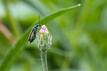 Grüner Scheinbockkäfer