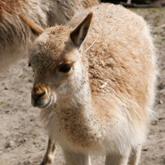 Fototapeta premium Gros plan sur un jeune camélidé d'Amérique du sud à la laine brune
