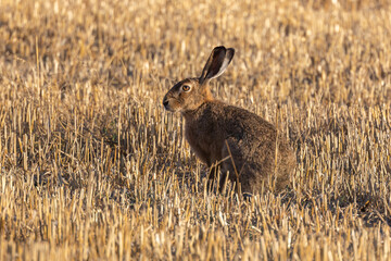 Naklejka premium Feldhase