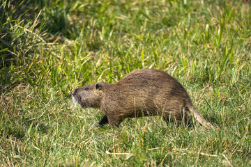 Nutria
