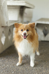 close up lovely Pomeranian dog looking up with cute face