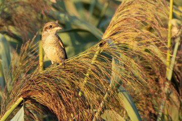 Neuntöter in der Abendsonne