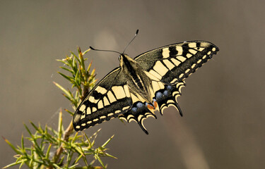 Papilio machaon