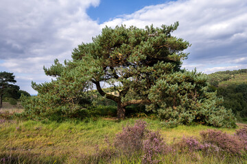 Beautiful Pinus sylvestris or Scots pine tree in Ashdown Forest on a cloudy summer afternoon, East Sussex, South East England