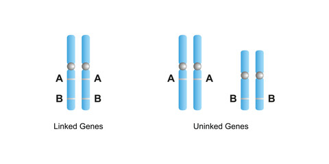 Scientific Designing of Linked Genes and Unlinked Genes. Vector Illustration.