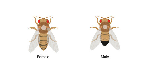 Scientific Designing of Drosophila melanogaster. Vector Illustration.