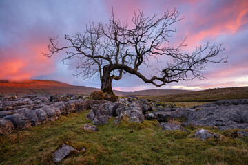 Yorkshire Dales sunrise over lonely windswept tree with limestone rock pavement in foreground.  - 600227420