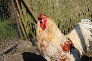 rooster in the farm © Arek