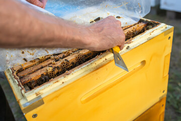 Bee hives in care of bees with honeycombs and honey bees. beekeeper opened hive to set up an empty frame with wax for honey harvesting.