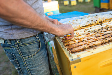 Bee hives in care of bees with honeycombs and honey bees. beekeeper opened hive to set up an empty...