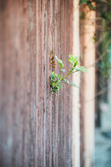 A plant grows over a wooden fence
