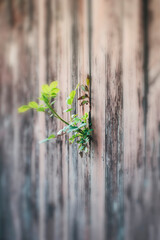 A plant grows over a wooden fence