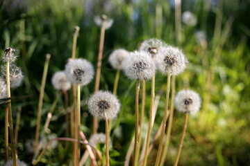 beautiful dandelions in the sunlight