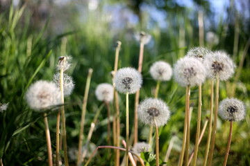 beautiful dandelions in the sunlight