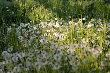 beautiful dandelions in the sunlight