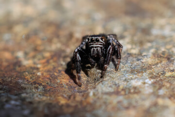 Springspinne