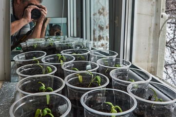 Young seedlings of sweet pepper in cups with soil on the windowsill