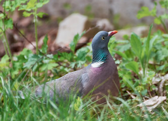 Wood pigeon sits waiting for food