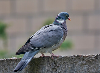 Wood pigeon sits waiting for food