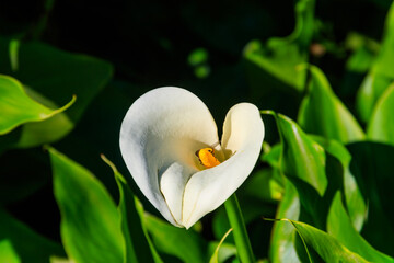 White calla lily (Zantedeschia aethiopica), also known as arum lily in garden