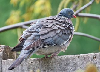 Wood pigeon sits waiting for food