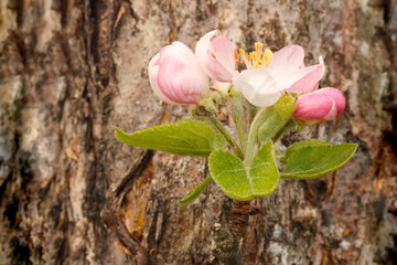 Apple Blossom with Bark 02